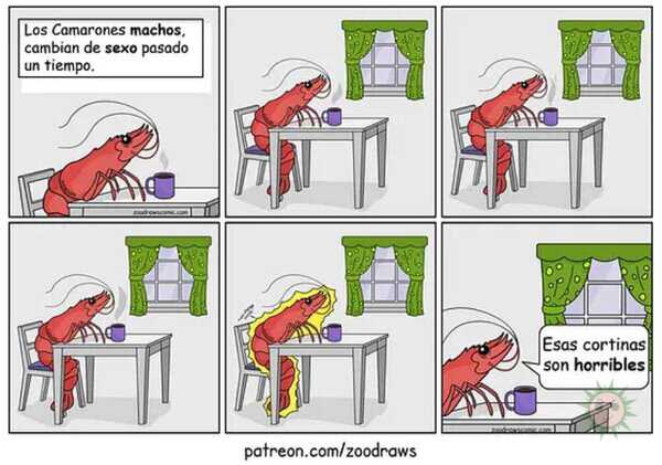 El cambio radical de los camarones
