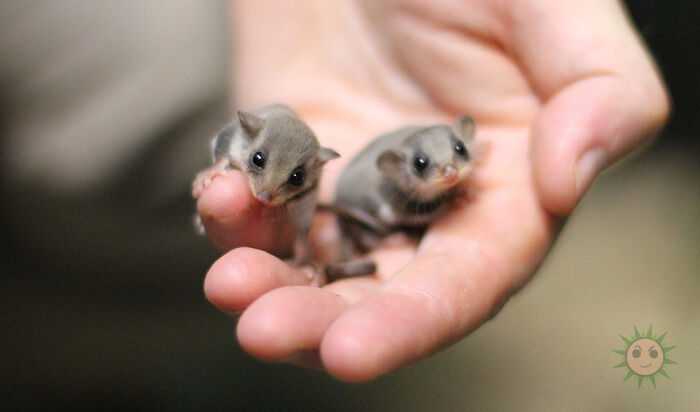 Cachorritos adorables