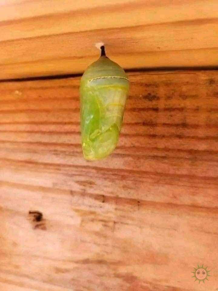 La transformación perfecta