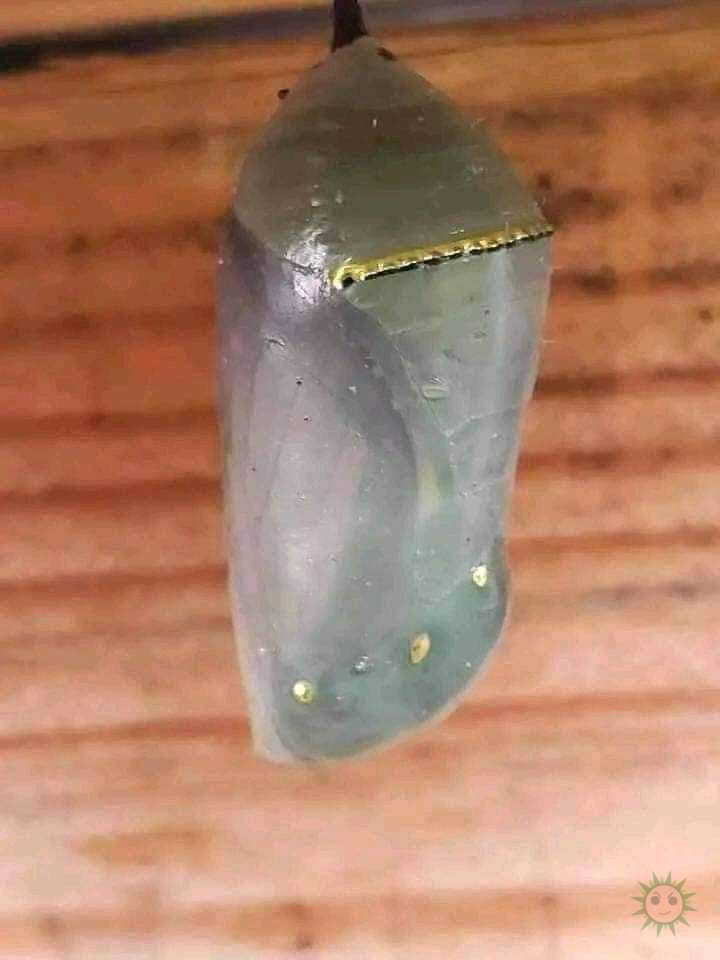 La transformación perfecta