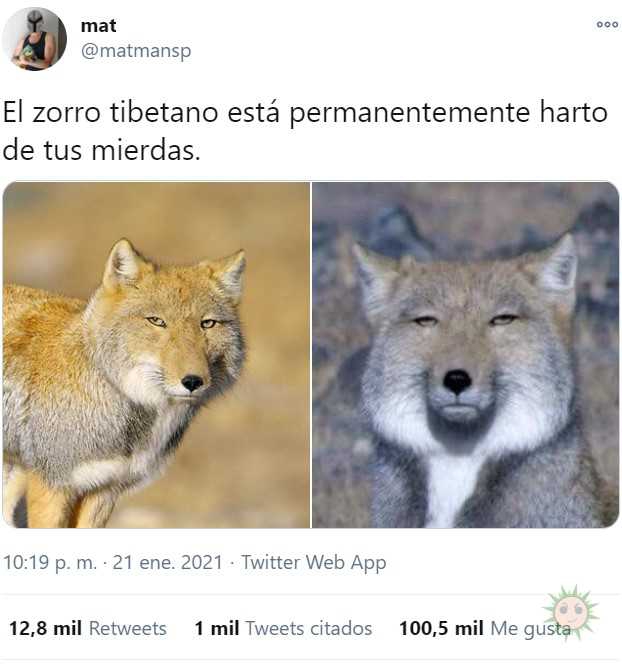 El zorro tibetano