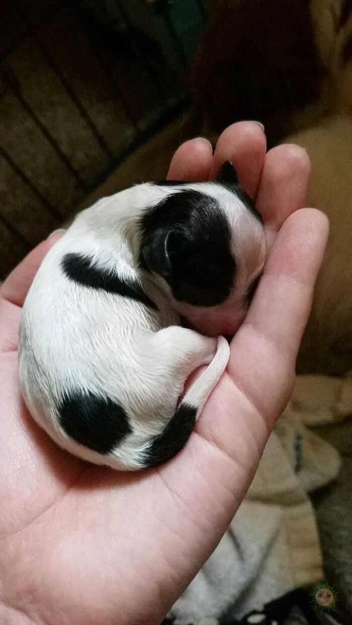 Cachorritos adorables