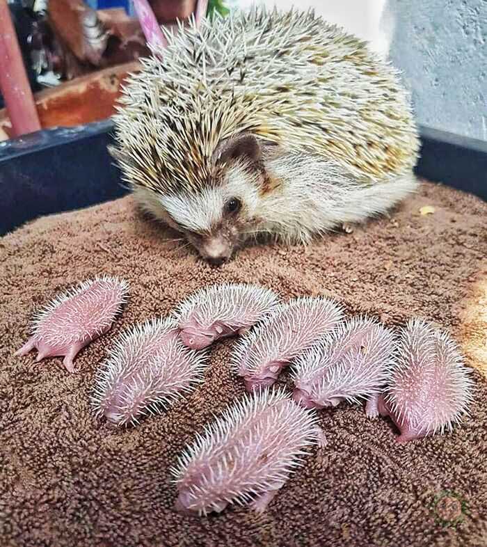 Cachorritos adorables